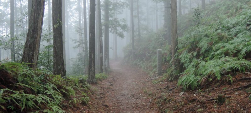 Kumano Kodo Nakahechi