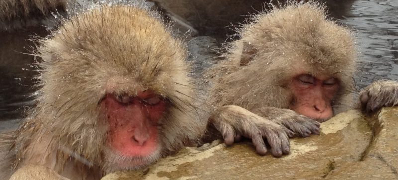 Jigokudani Snow Monkey Park